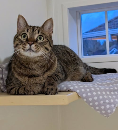 SIMMS #1919- OFFERED BY OWNER - Tabby / Domestic Short Hair available for adoption