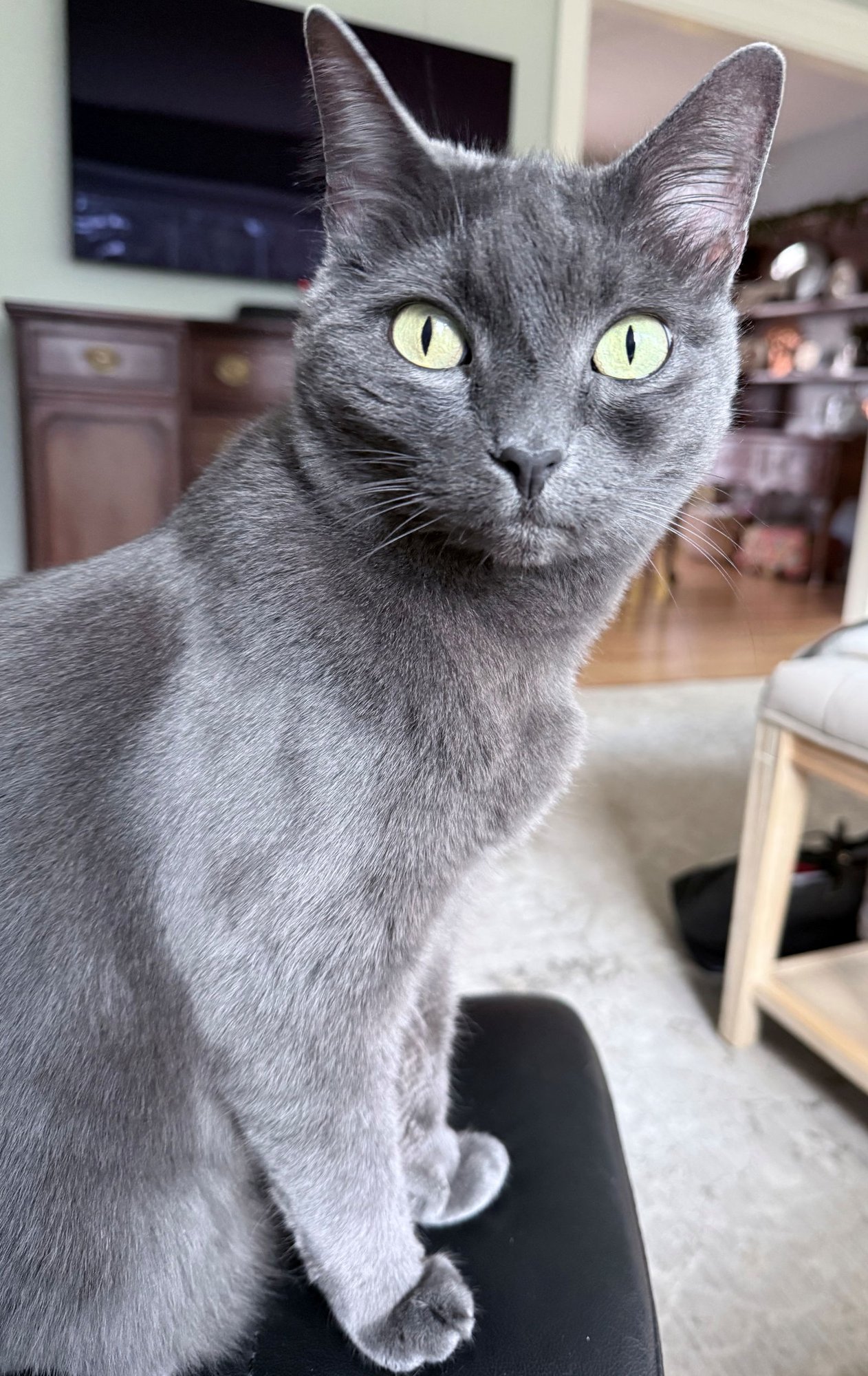 BABY #1792 - OFFERED BY OWNER - SR. RUSSIAN BLUE - Russian Blue available for adoption