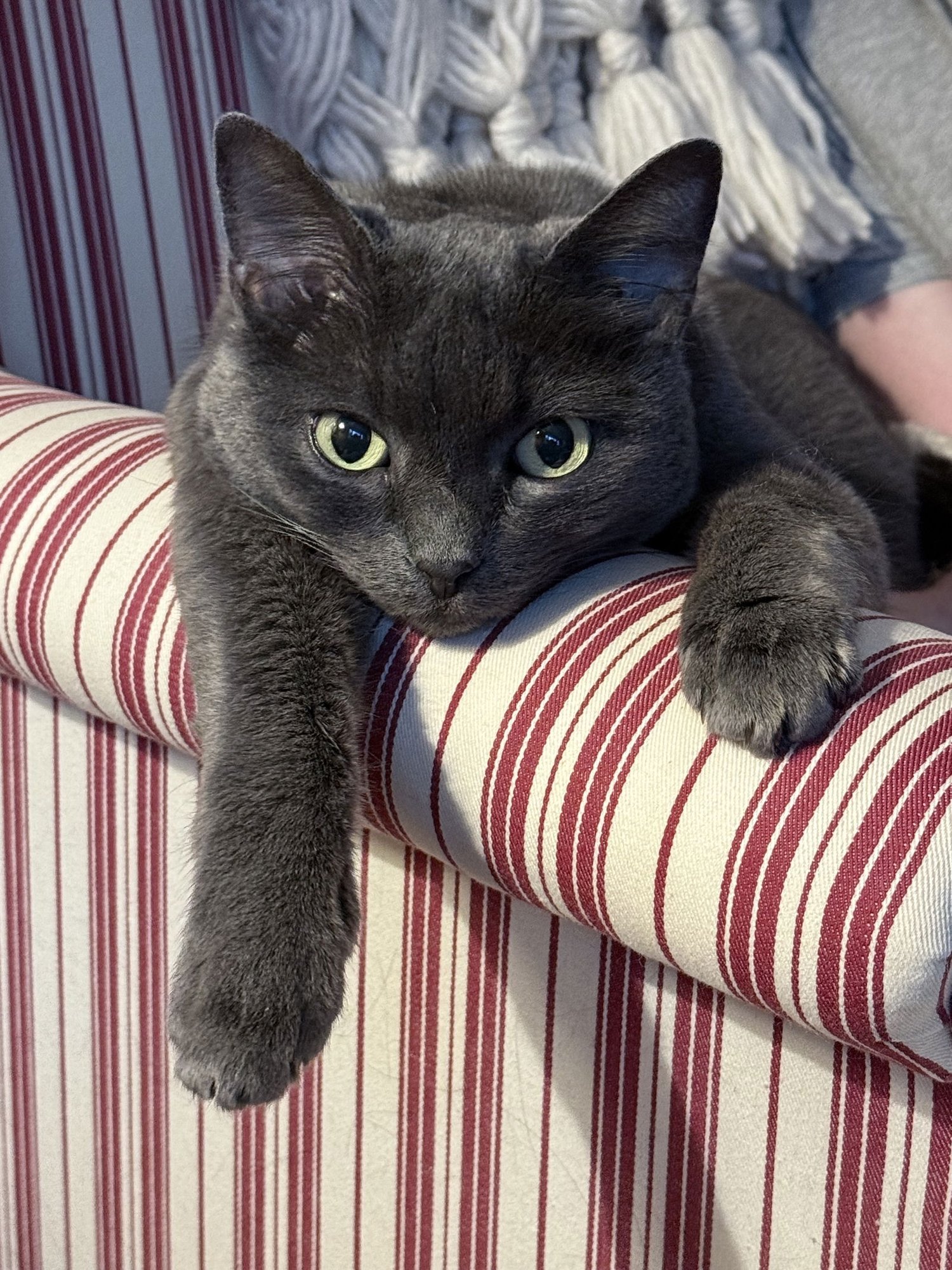 BABY #1792 - OFFERED BY OWNER - SR. RUSSIAN BLUE - Russian Blue available for adoption