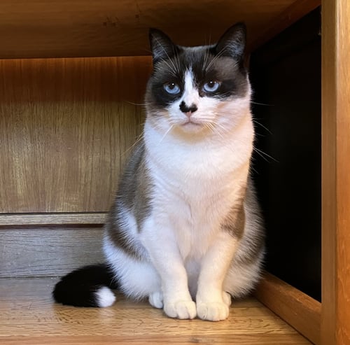 PO #1982 - OFFERED BY OWNER - RAGDOLL ADULT