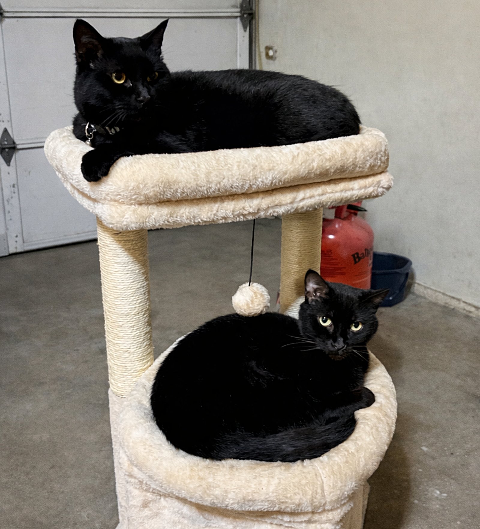 GOOSE & MOXIE#1808 OFFERED BY OWNER - SISTER PAIR - Domestic Short Hair for adoption in Portland