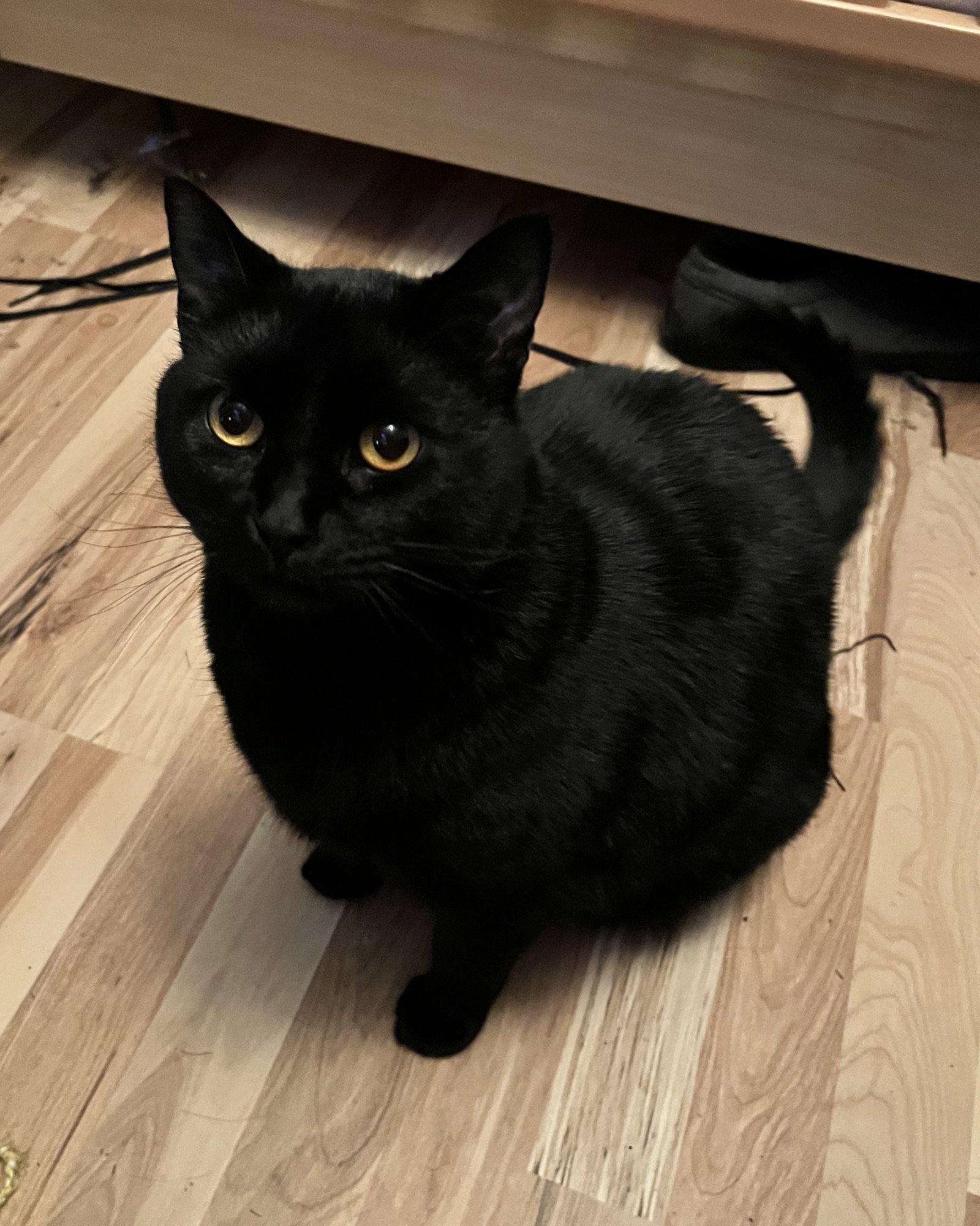 GOOSE & MOXIE#1808 Offered by Owner - Sister Pair - Photo 3