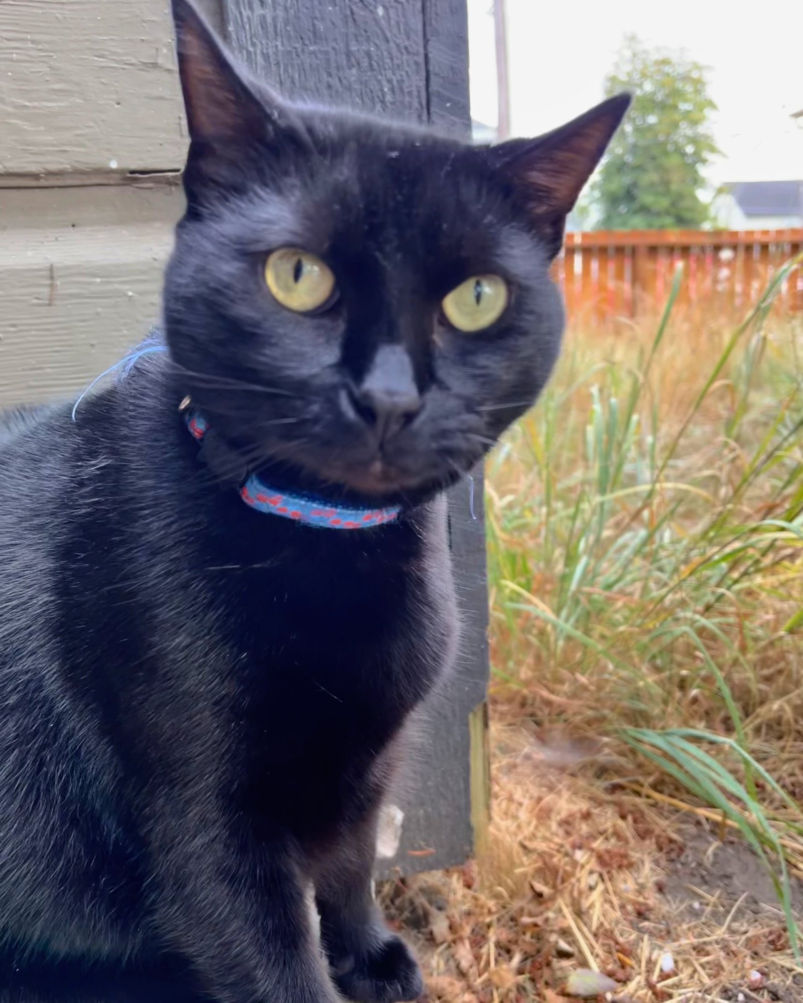 GOOSE & MOXIE#1808 Offered by Owner - Sister Pair - Photo 4