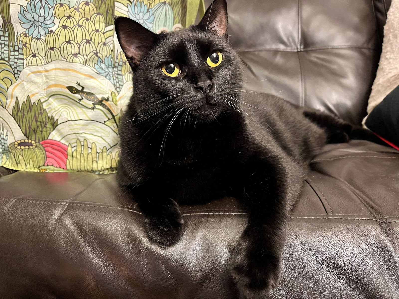 GOOSE & MOXIE#1808 Offered by Owner - Sister Pair - Photo 5