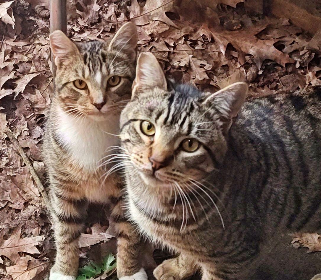 FARM WORKERS #1839 - ALLOW INTERACTION TOO. - Tabby / Domestic Short Hair for adoption in Portland