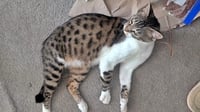 CHICKADEE - Young Bengal mix female - Photo 1