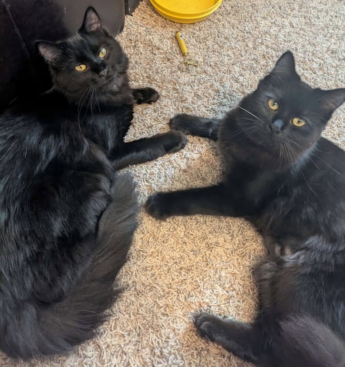 SHIPPO & KILALA #1868 - OFFERED BY OWNER - BONDED - Domestic Medium Hair available for adoption