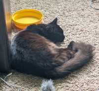 SHIPPO & KILALA #1868 - Offered by Owner - Bonded - Photo 2