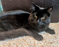 SHIPPO & KILALA #1868 - Offered by Owner - Bonded - Photo 4