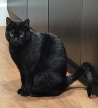 KAIRI & MIDNIGHT - Offered by Owner - Siblings - Photo 2