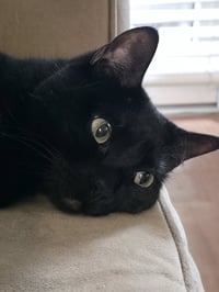KAIRI & MIDNIGHT - Offered by Owner - Siblings - Photo 3
