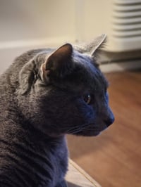 KAIRI & MIDNIGHT - Offered by Owner - Siblings - Photo 4
