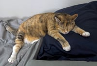 TALLIE #1965 - Offered by Owner - Bonded w/Bonnie - Photo 3