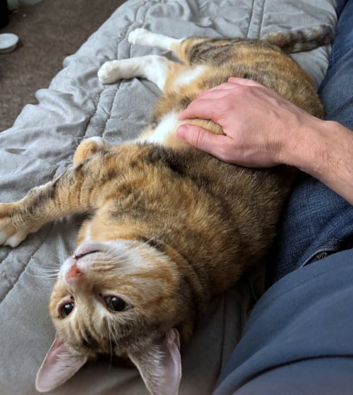 TALLIE #1965 - OFFERED BY OWNER - BONDED W/BONNIE - Torbie / Domestic Short Hair available for adoption