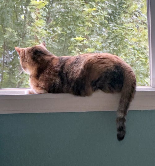 TALLIE #1965 - OFFERED BY OWNER - BONDED W/BONNIE - Torbie / Domestic Short Hair available for adoption