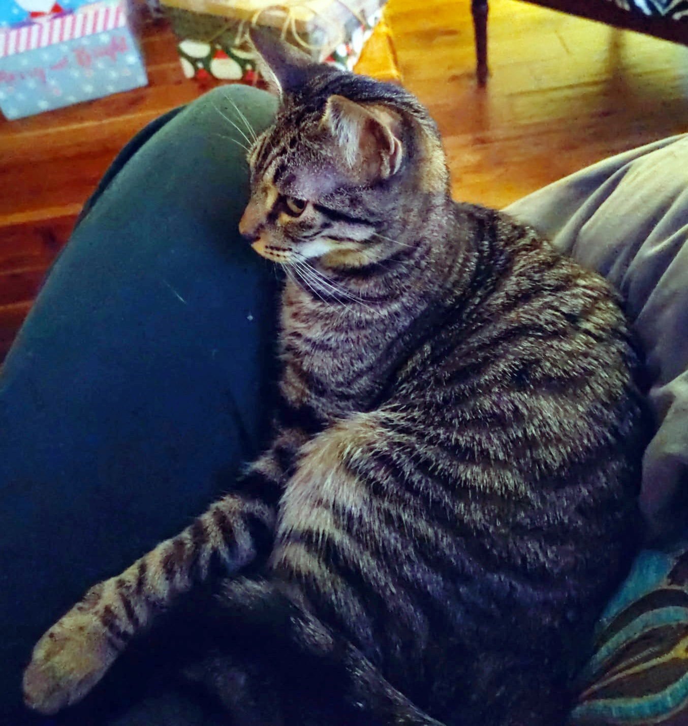 ANNICK - TEEN FAMILY KITTEN - Tabby / Domestic Short Hair available for adoption