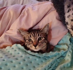 ANNICK - Teen Family Kitten - Photo 3