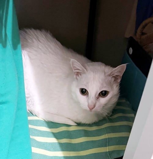 LALA #2005 - OFFERED BY OWNER - SWEET SENIOR - Domestic Short Hair available for adoption