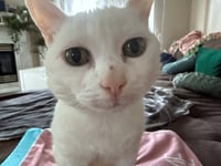 LALA #2005 - Offered by Owner - Sweet Senior - Photo 3