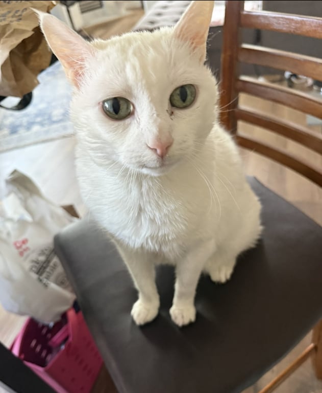 LALA #2005 - Offered by Owner - Sweet Senior Image