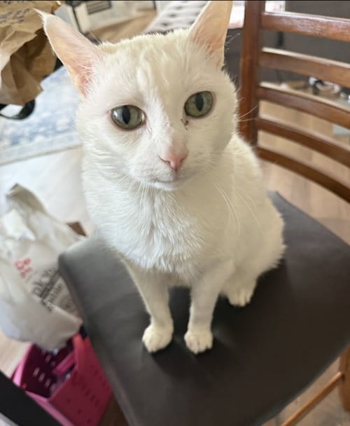 LALA #2005 - OFFERED BY OWNER - SWEET SENIOR - Domestic Short Hair available for adoption