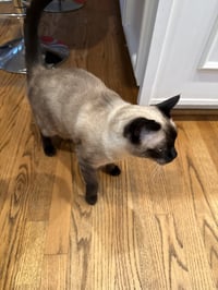 BRUCE #1960 - Offered by Owner - Siamese Mix - Photo 1