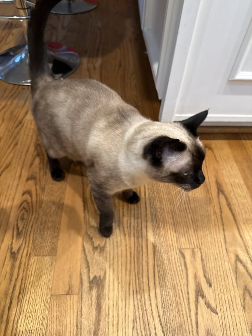 BRUCE #1960 - OFFERED BY OWNER - SIAMESE MIX - Siamese available for adoption