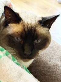 BRUCE #1960 - Offered by Owner - Siamese Mix - Photo 2