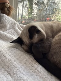 BRUCE #1960 - Offered by Owner - Siamese Mix - Photo 4