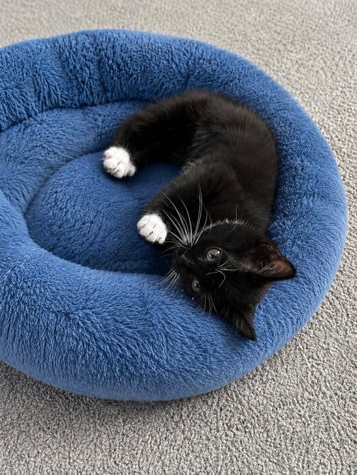 SPICE GIRLS LITTER: SPORTY SPICE - Tuxedo / Domestic Short Hair available for adoption