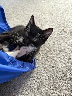 SPICE GIRLS LITTER: SPORTY SPICE - Tuxedo / Domestic Short Hair available for adoption