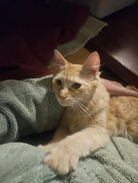 BRAD #1970 - Offered by Owner - 100% Survivor! - Photo 1