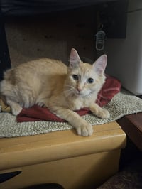 BRAD #1970 - Offered by Owner - 100% Survivor! - Photo 4