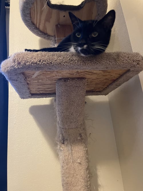 GIRL KITTY - OFFERED BY OWNER - SENIOR FIV+ - Tuxedo / Domestic Short Hair available for adoption