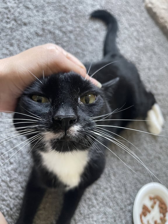GIRL KITTY - Offered by Owner - Senior FIV+ Image