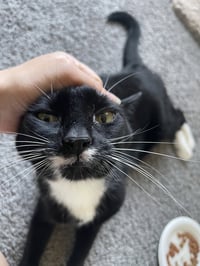 GIRL KITTY - Offered by Owner - Senior FIV+ - Photo 1