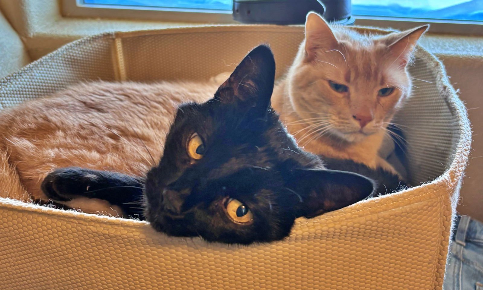 LUNA & DEWEY #1799 - OFFERED BY OWNER - BONDED - Domestic Short Hair / Tabby for adoption in Portland