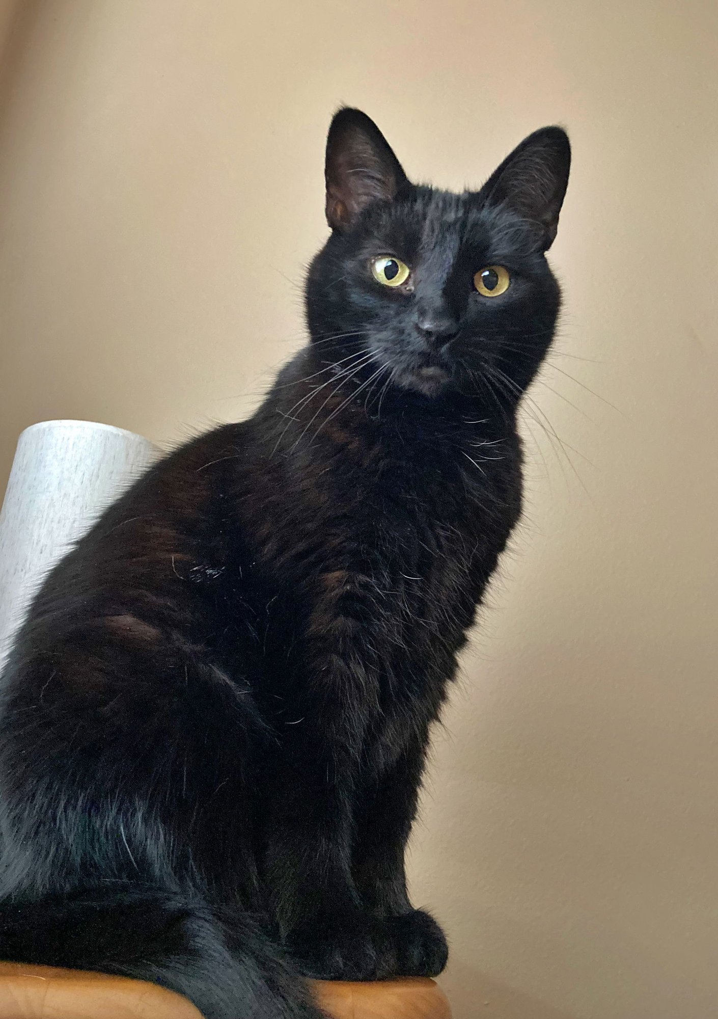 LUNA & DEWEY #1799 - Offered by Owner - Bonded - Photo 3