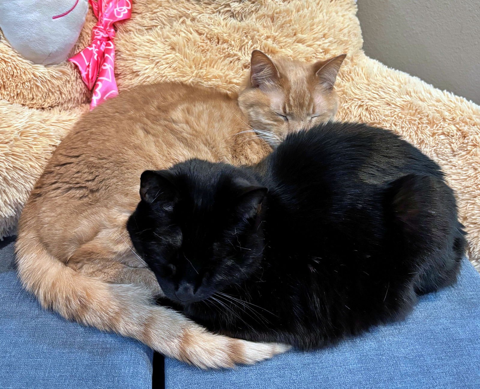 LUNA & DEWEY #1799 - Offered by Owner - Bonded - Photo 4