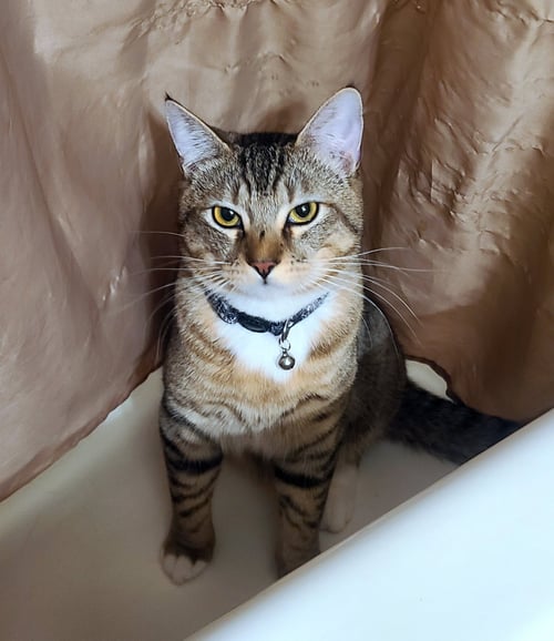 SKETTI #1949 - OFFERED BY OWNER - YOUNG MALE - Tabby / Domestic Short Hair available for adoption