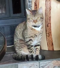 SKETTI #1949 - Offered by Owner - Young male - Photo 3