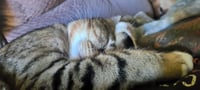 SKETTI #1949 - Offered by Owner - Young male - Photo 5