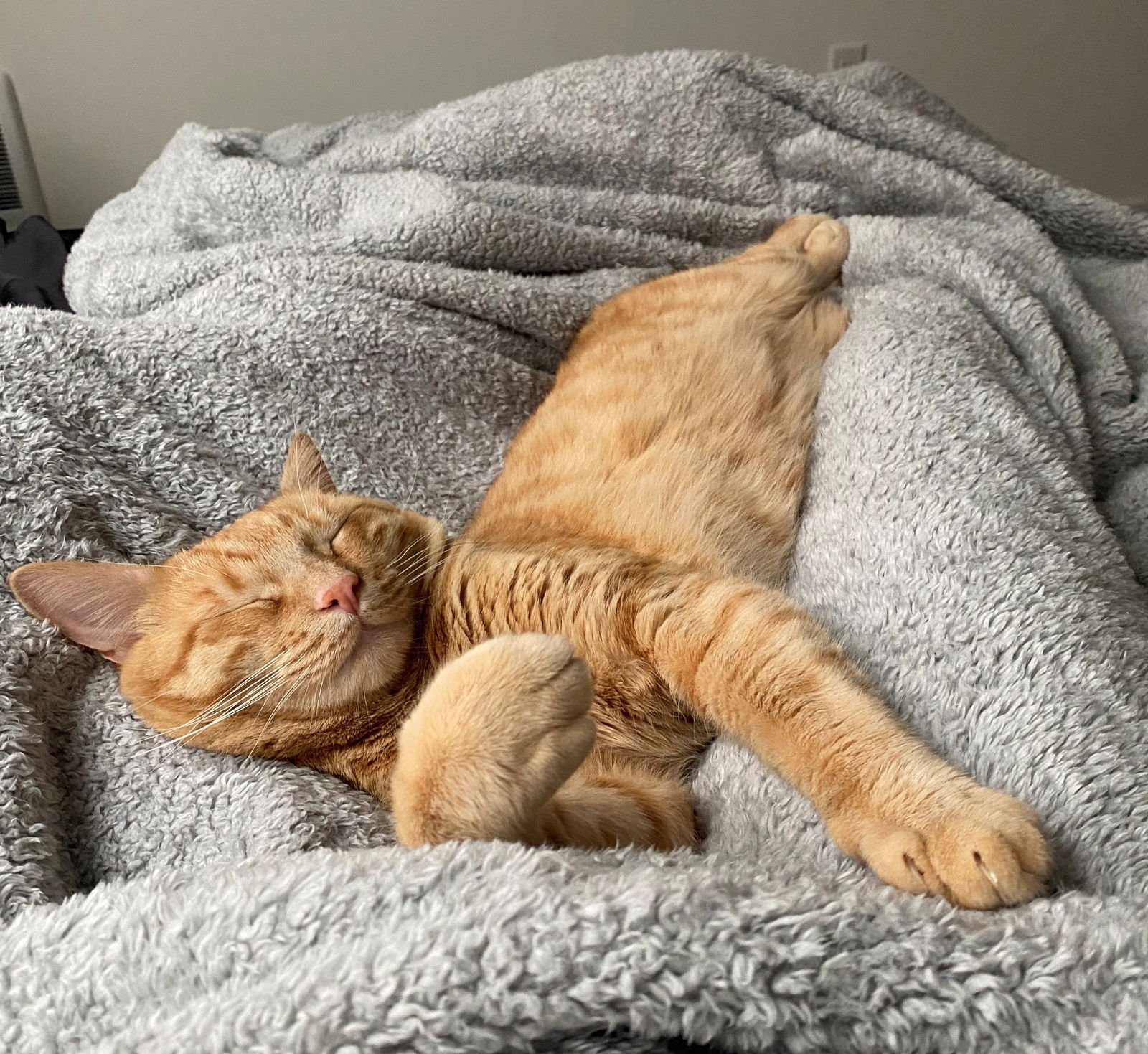 SIMBA #1777 - OFFERED BY OWNER - Domestic Short Hair / Tabby available for adoption