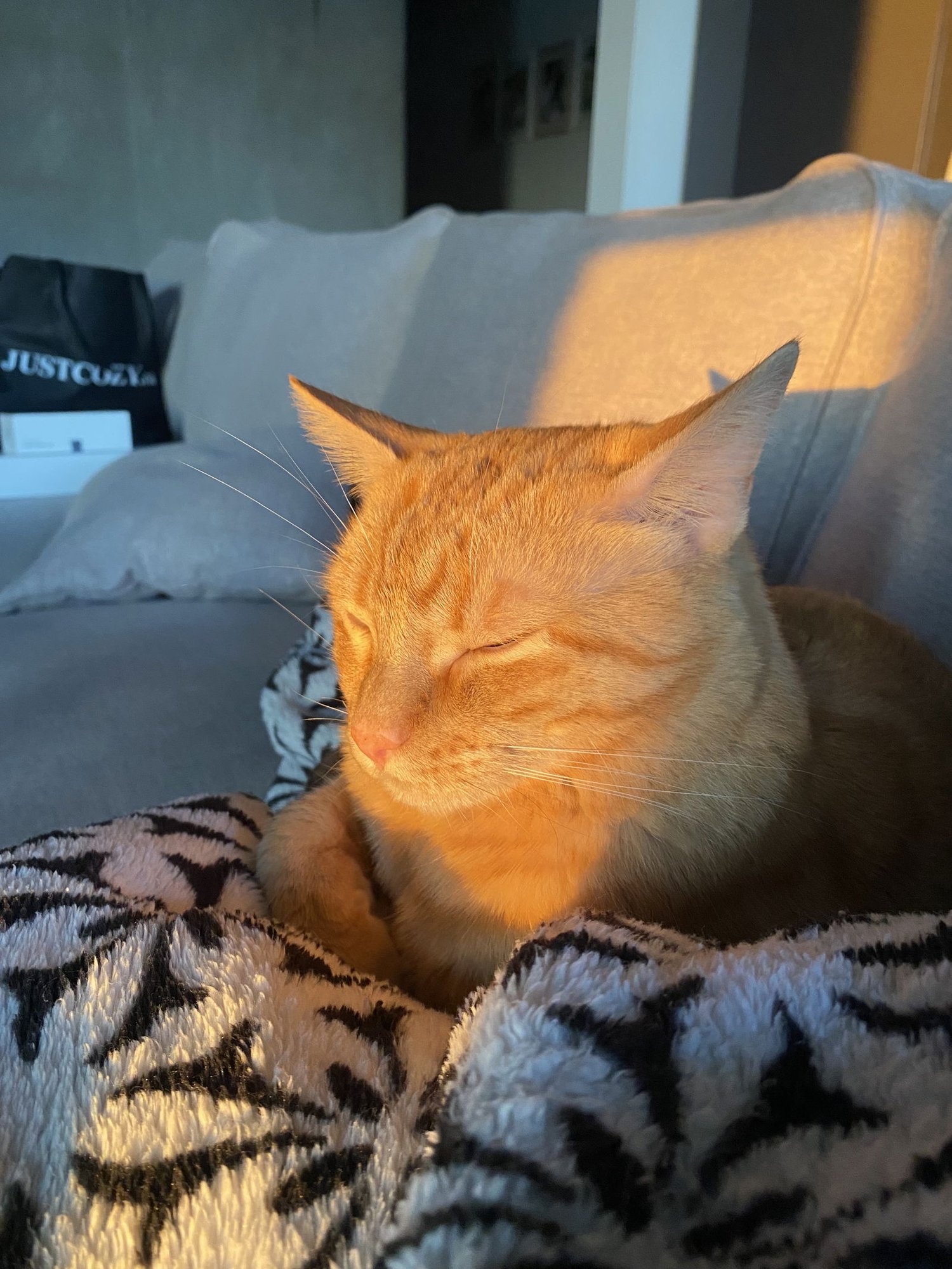 SIMBA #1777 - Offered by Owner - Photo 4