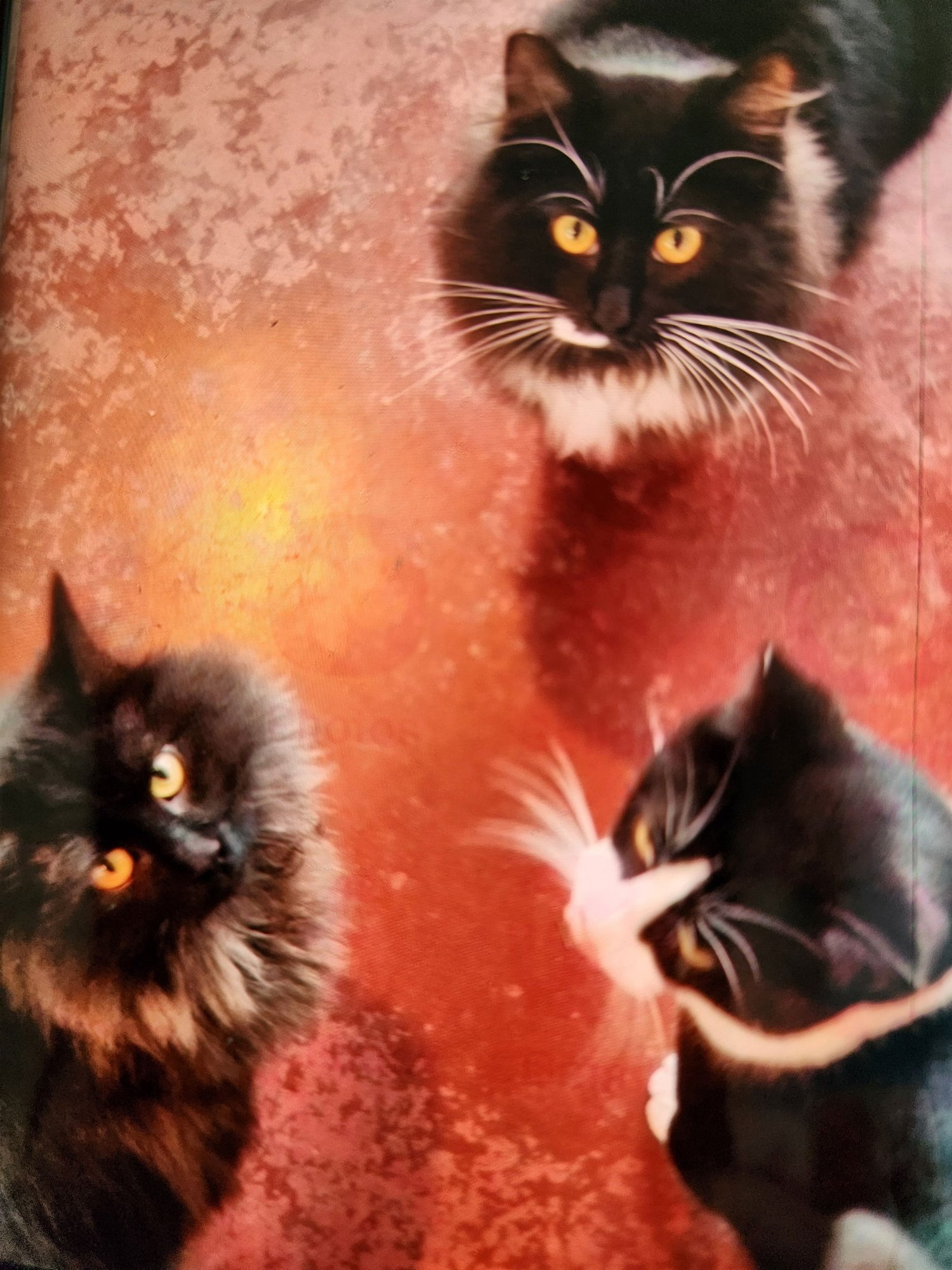 JAKE & MIDNIGHT #1747 -OFFERED BY OWNER- - Domestic Medium Hair / Tuxedo available for adoption