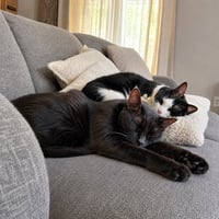 Mango & TippyToes#1942-3 - Offered by Owner - Photo 1