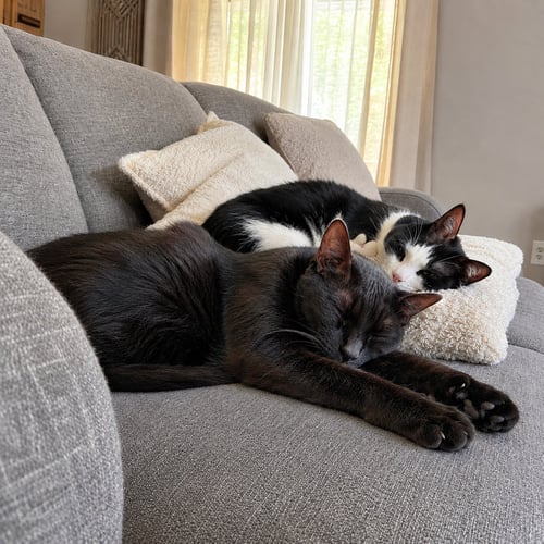MANGO & TIPPYTOES#1942-3 - OFFERED BY OWNER - Domestic Short Hair / Extra-Toes Cat (Hemingway Polydactyl) available for adoption