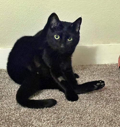 MANGO & TIPPYTOES#1942-3 - OFFERED BY OWNER - Domestic Short Hair / Extra-Toes Cat (Hemingway Polydactyl) available for adoption
