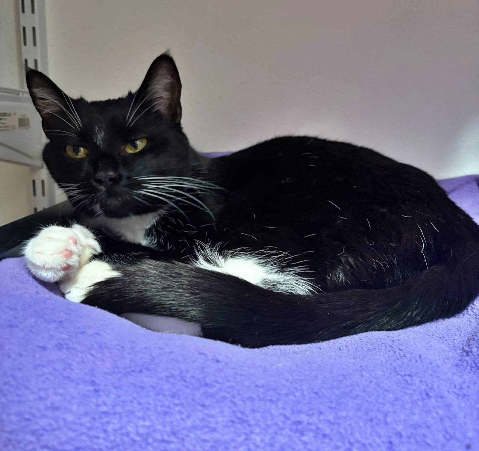MARINA - - Tuxedo / Domestic Short Hair available for adoption