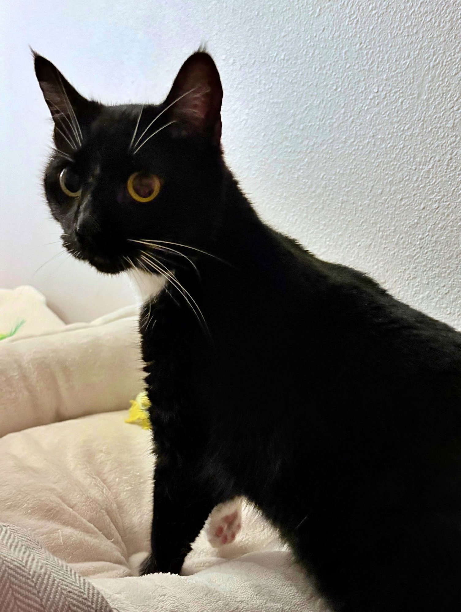 MARINA - - Tuxedo / Domestic Short Hair available for adoption